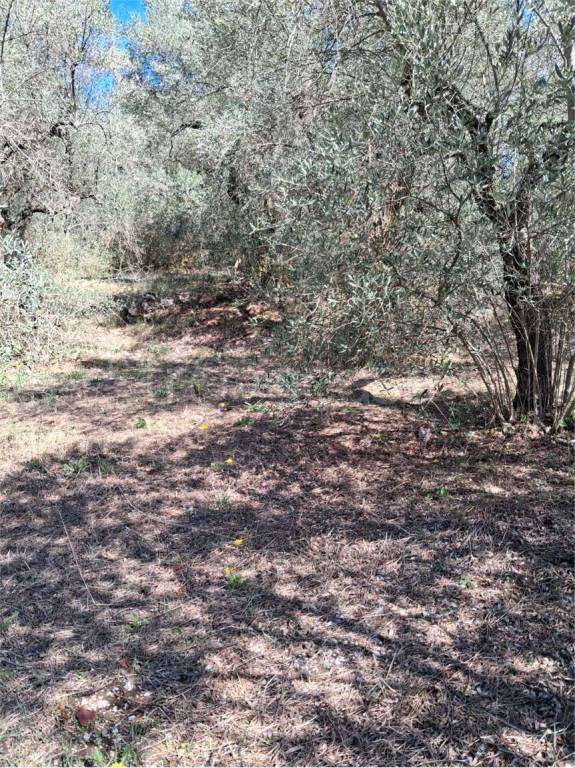 immagine annuncio 7 di 14