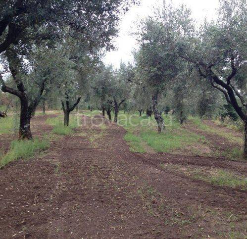 immagine annuncio 6 di 12