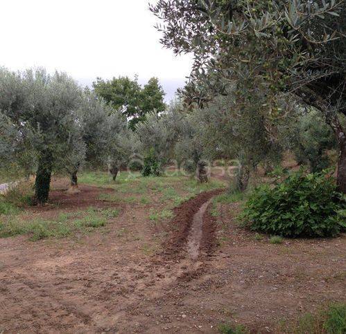 immagine annuncio 7 di 12