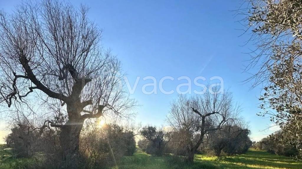 immagine annuncio 1 di 2