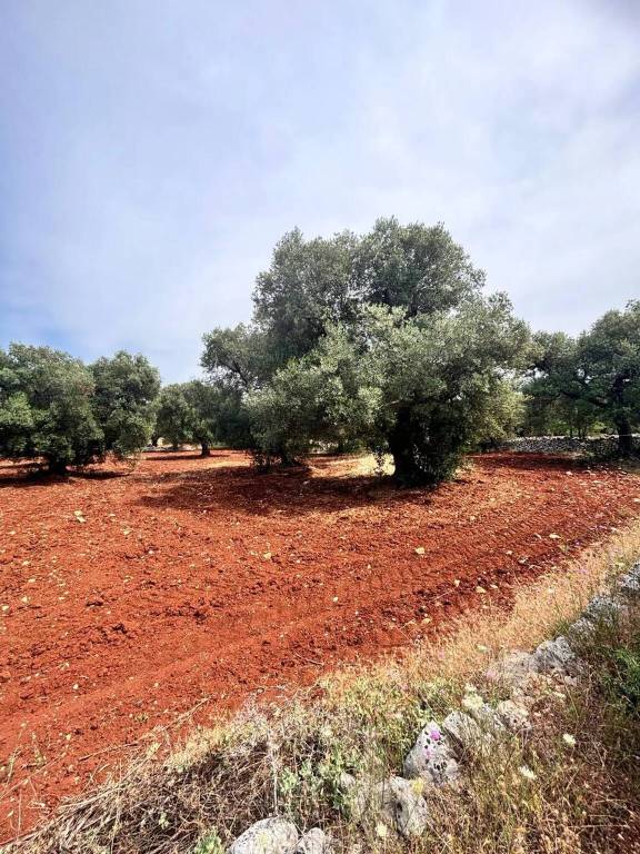 immagine annuncio 12 di 14