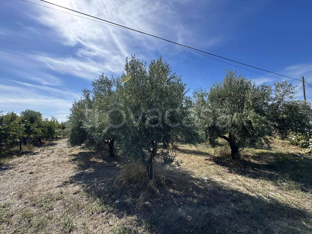 immagine annuncio 1 di 9