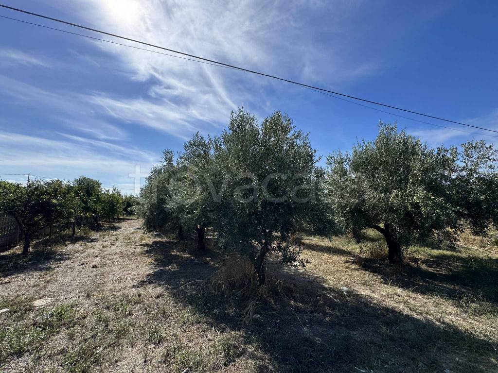 immagine annuncio 2 di 9