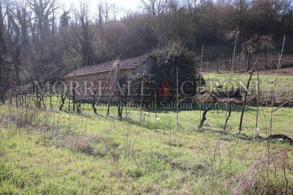 immagine annuncio 4 di 11