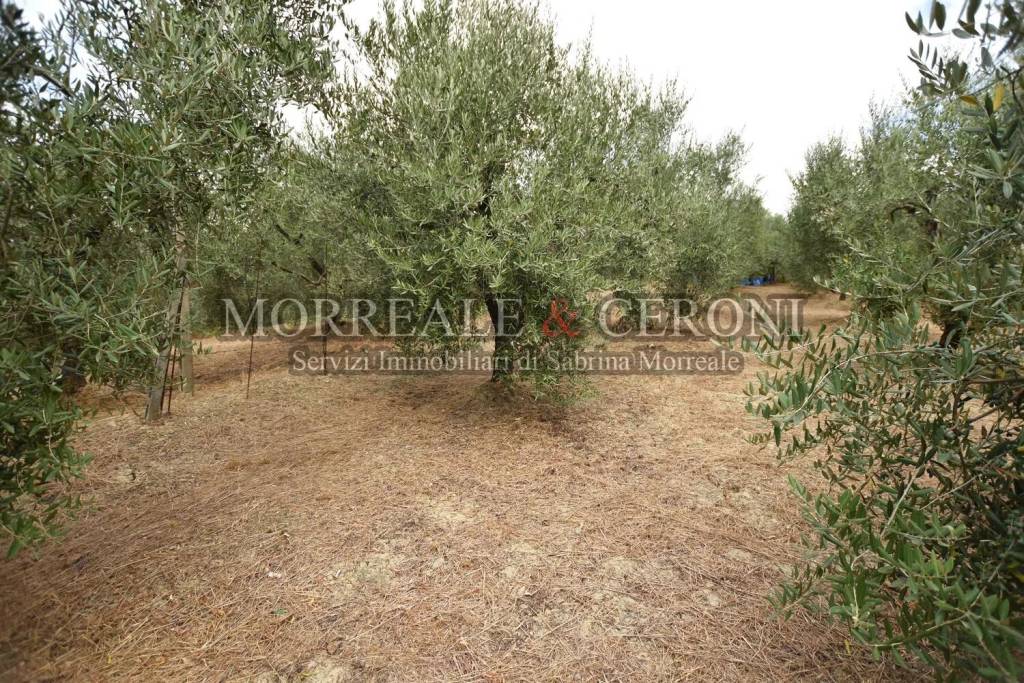 immagine annuncio 6 di 9