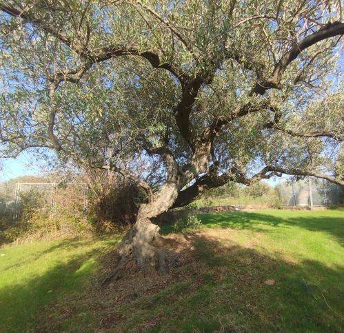 immagine annuncio 12 di 14