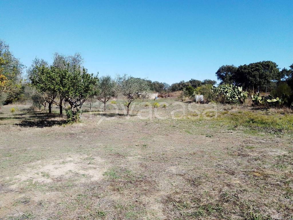 immagine annuncio 4 di 12