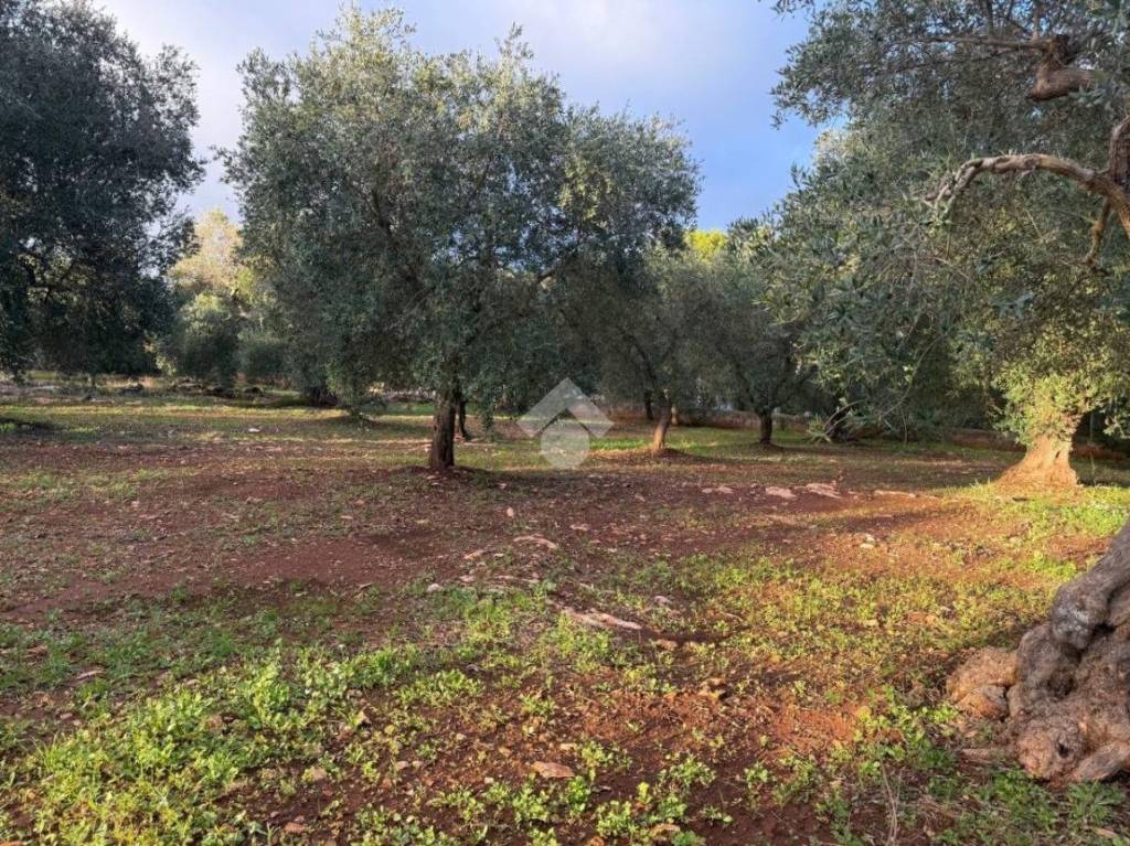 immagine annuncio 12 di 13