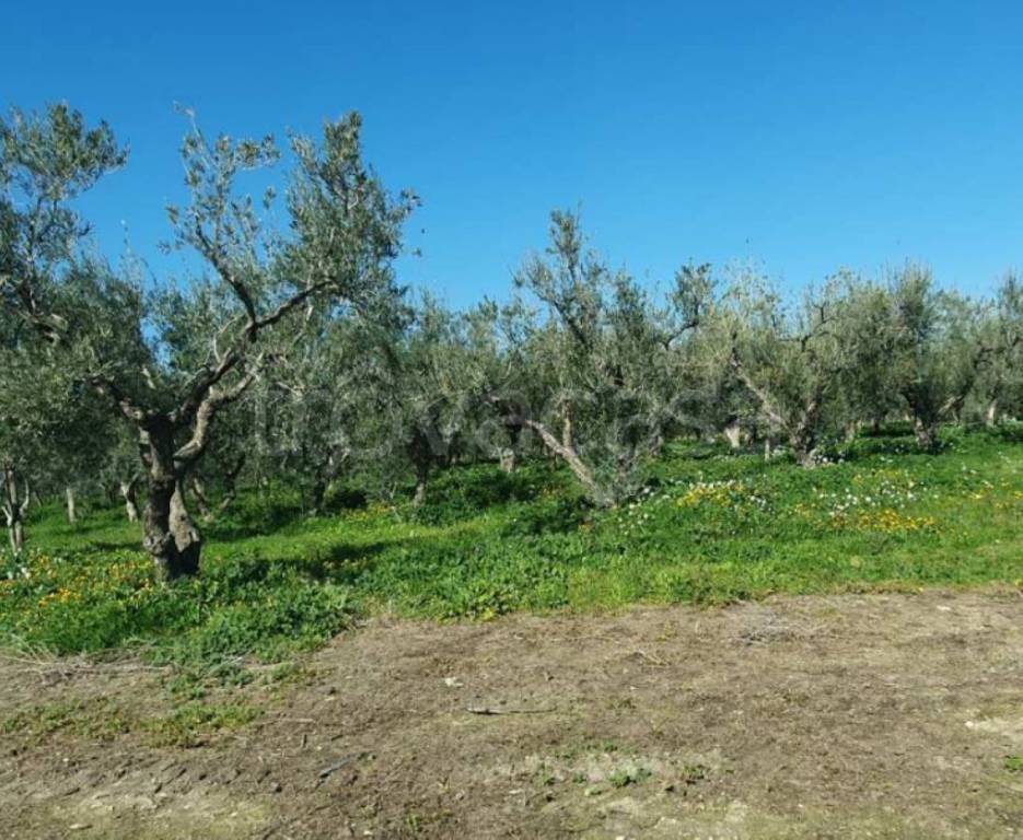 immagine annuncio 5 di 13