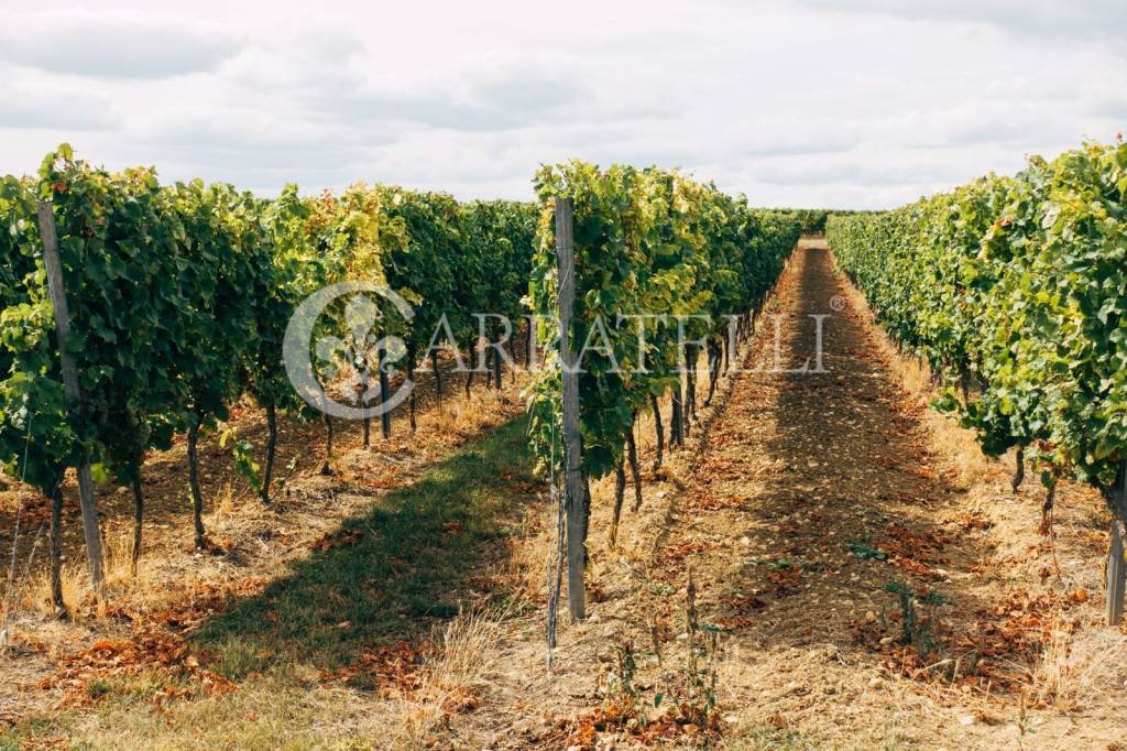 immagine annuncio 5 di 6