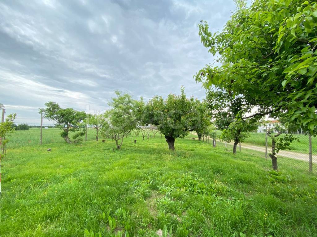 immagine annuncio 12 di 13