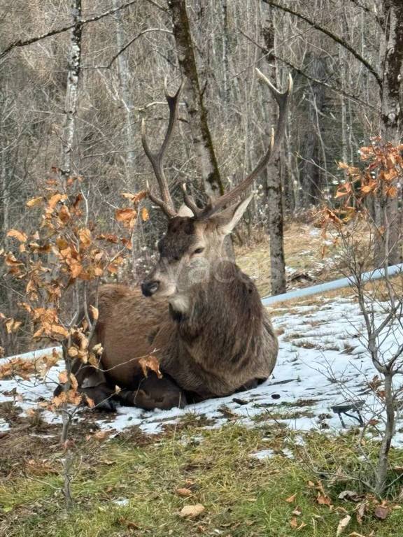 immagine annuncio 1 di 4