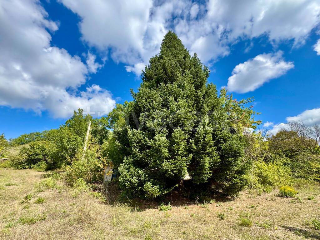 immagine annuncio 4 di 6