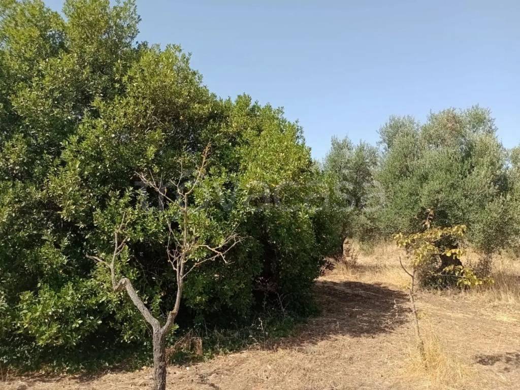 immagine annuncio 1 di 6