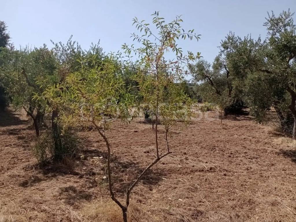 immagine annuncio 2 di 6