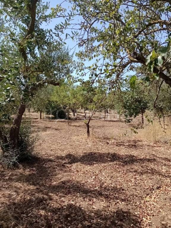 immagine annuncio 5 di 6