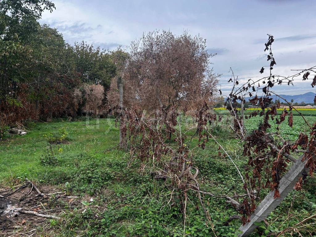 immagine annuncio 3 di 6