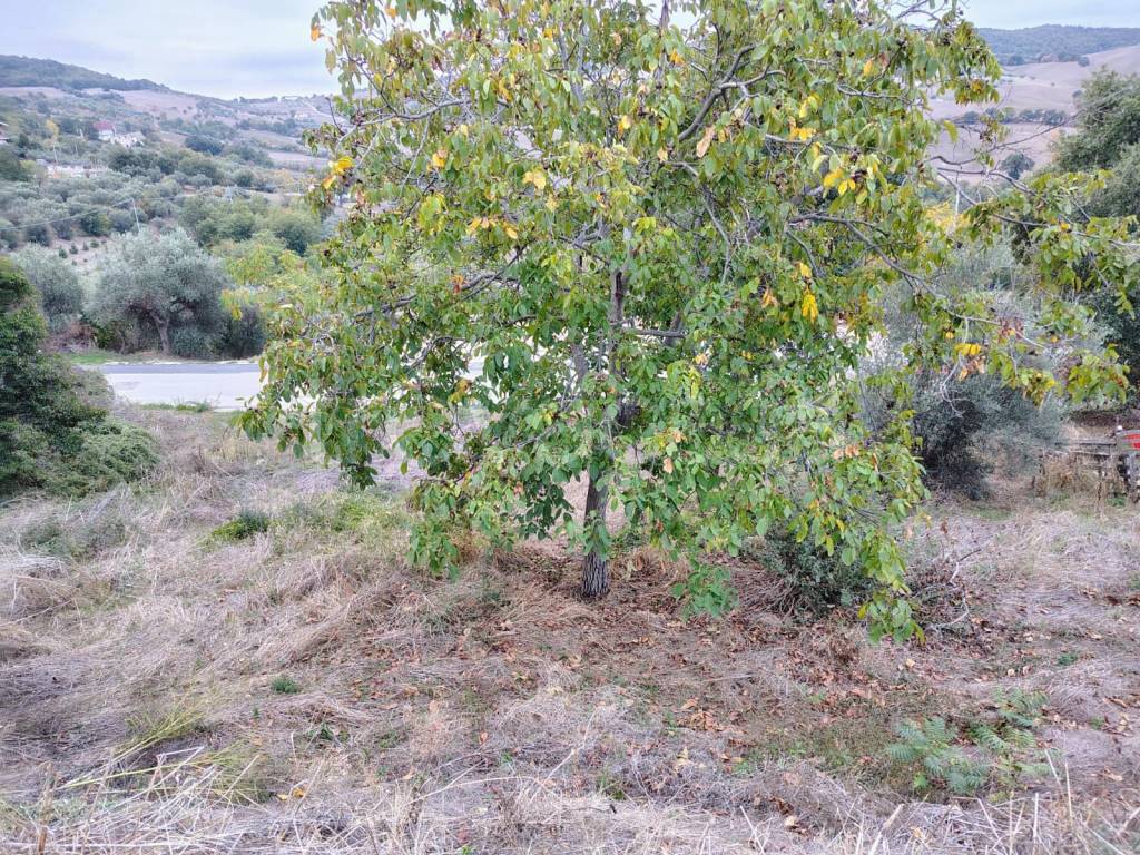 immagine annuncio 5 di 8