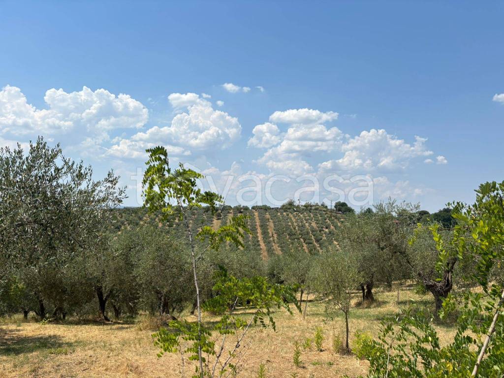 immagine annuncio 4 di 7