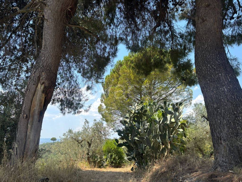 immagine annuncio 5 di 7