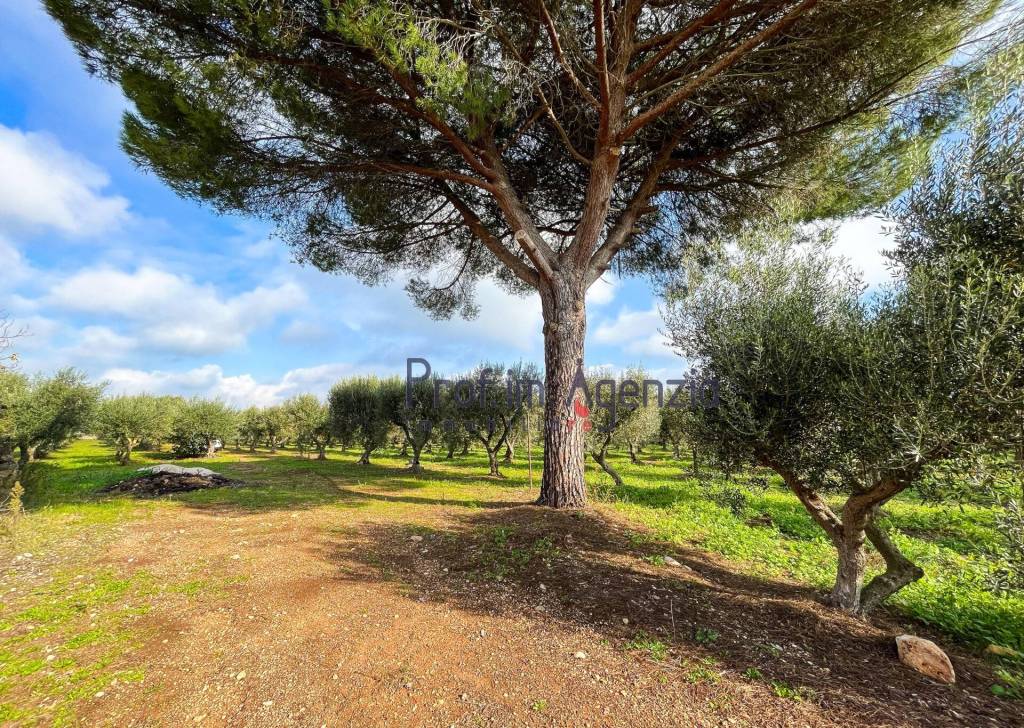 immagine annuncio 9 di 14