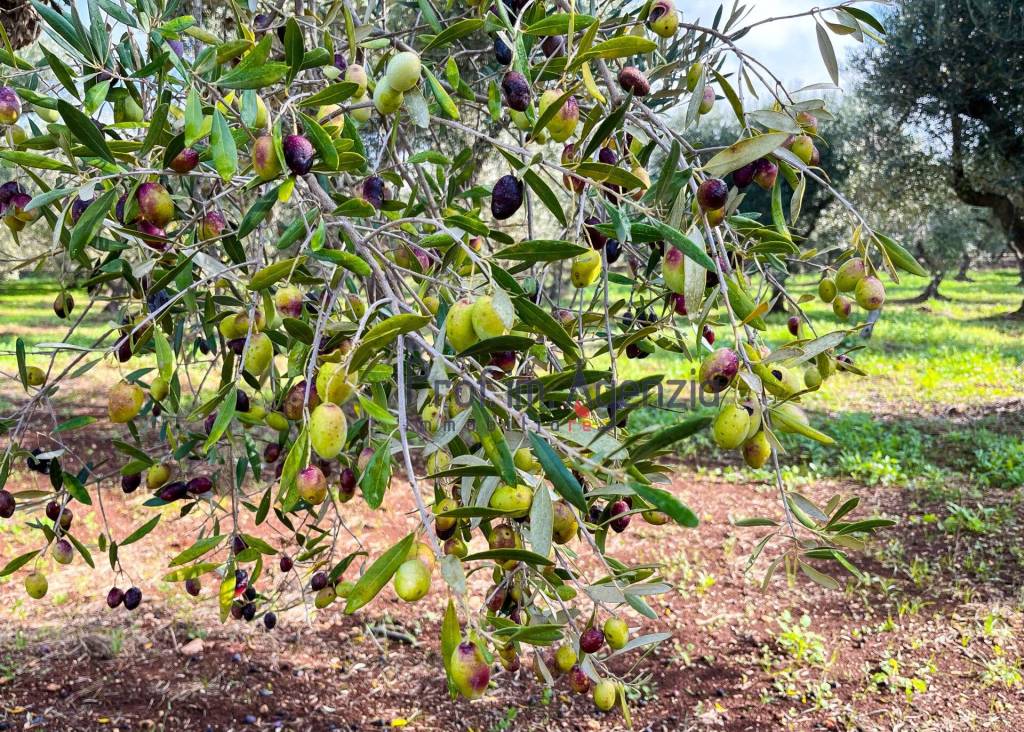 immagine annuncio 11 di 14