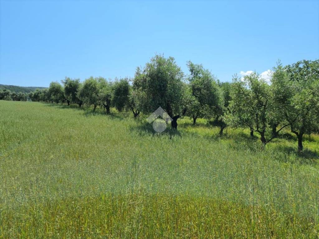 immagine annuncio 6 di 11