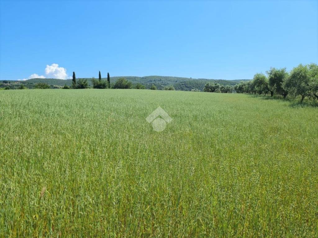 immagine annuncio 7 di 11