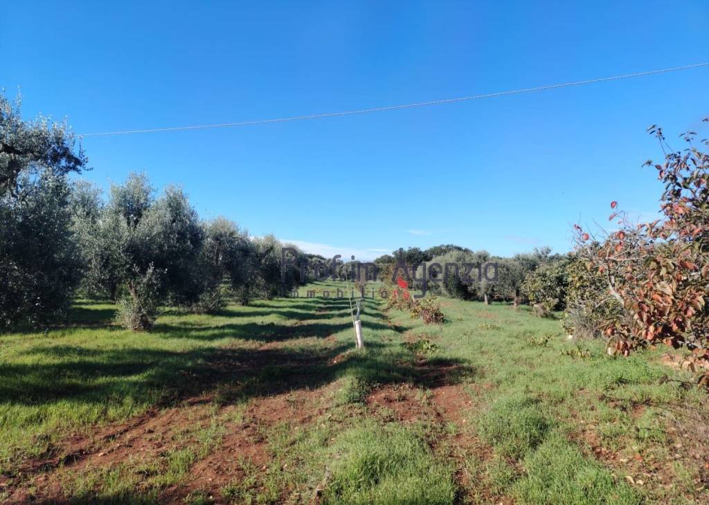 immagine annuncio 11 di 13