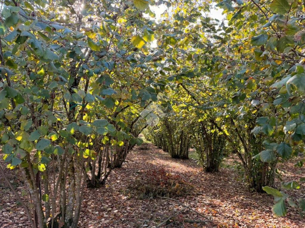 immagine annuncio 11 di 14