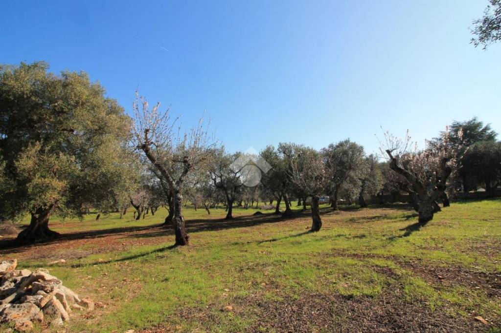 immagine annuncio 8 di 12