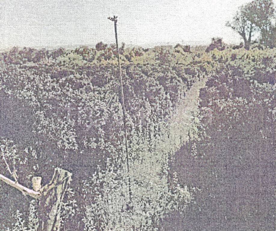 immagine annuncio 1 di 8