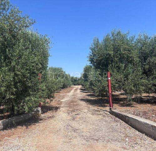 immagine annuncio 1 di 2