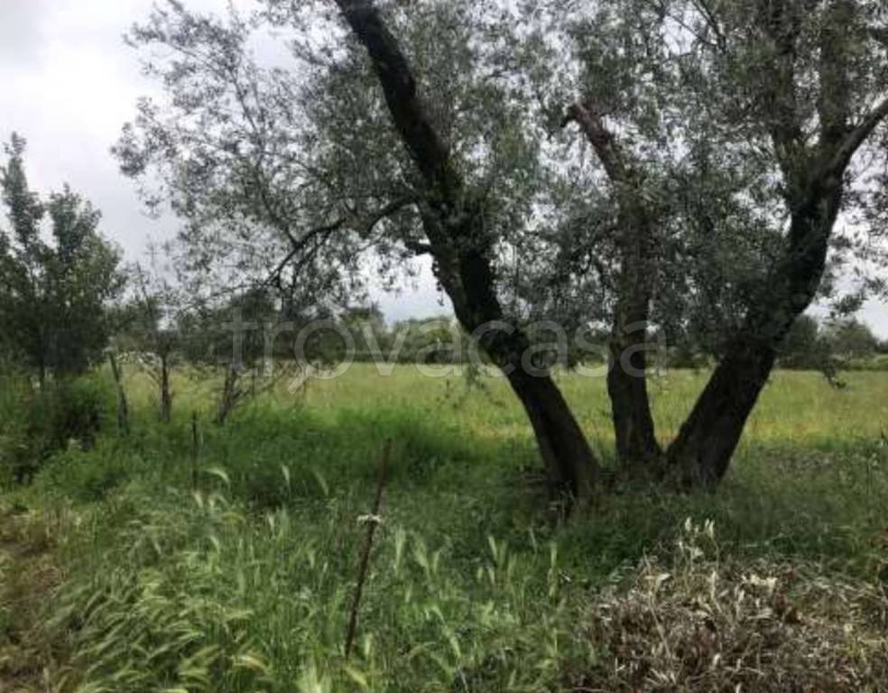 immagine annuncio 7 di 11