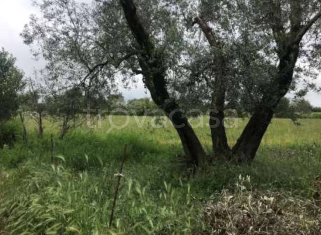 immagine annuncio 4 di 12