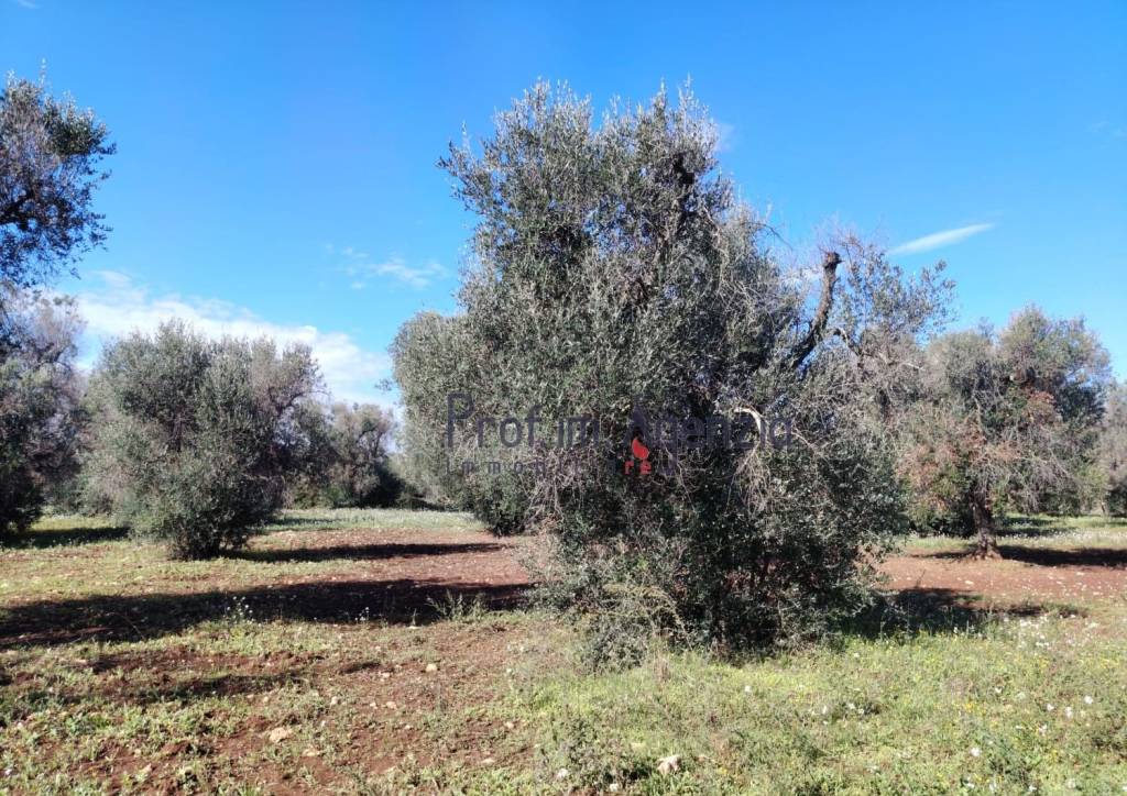 immagine annuncio 4 di 8