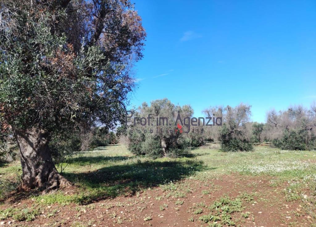 immagine annuncio 6 di 8