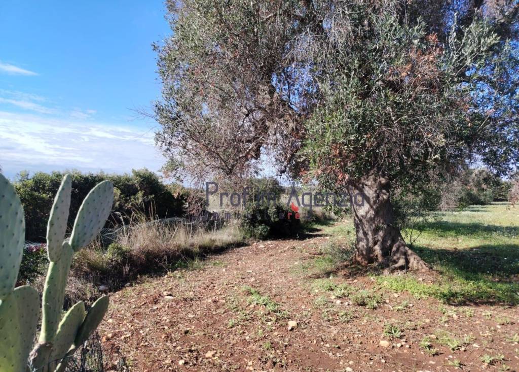 immagine annuncio 7 di 8