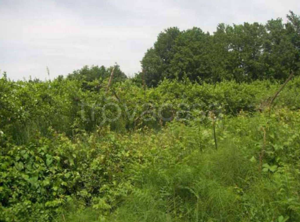 immagine annuncio 9 di 11