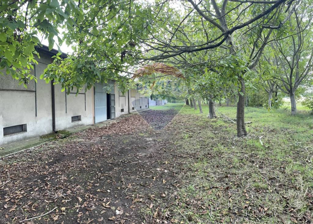 immagine annuncio 3 di 11