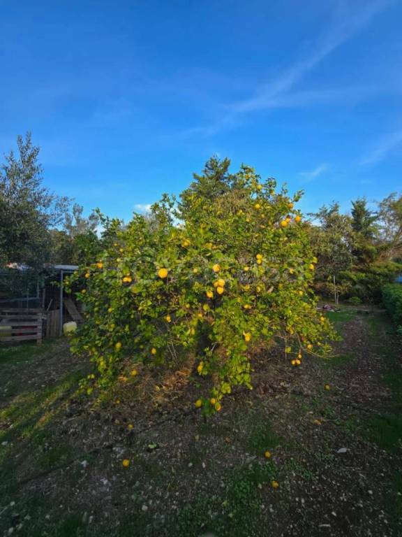 immagine annuncio 3 di 7