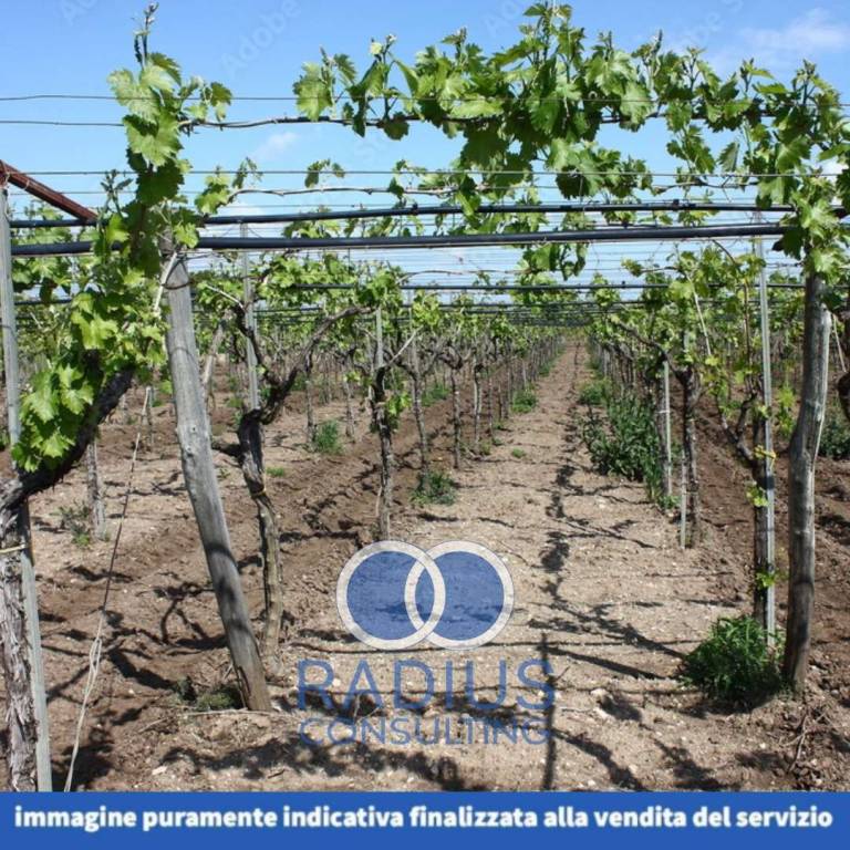 immagine annuncio 9 di 14