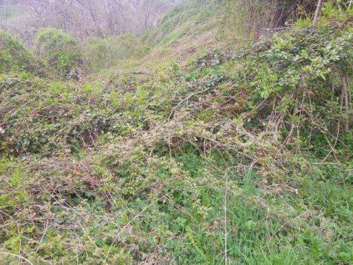 immagine annuncio 6 di 14