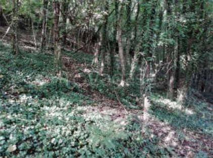 immagine annuncio 4 di 8