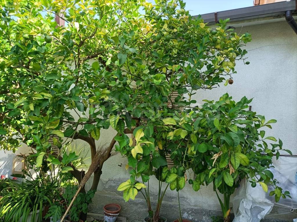 immagine annuncio 11 di 14