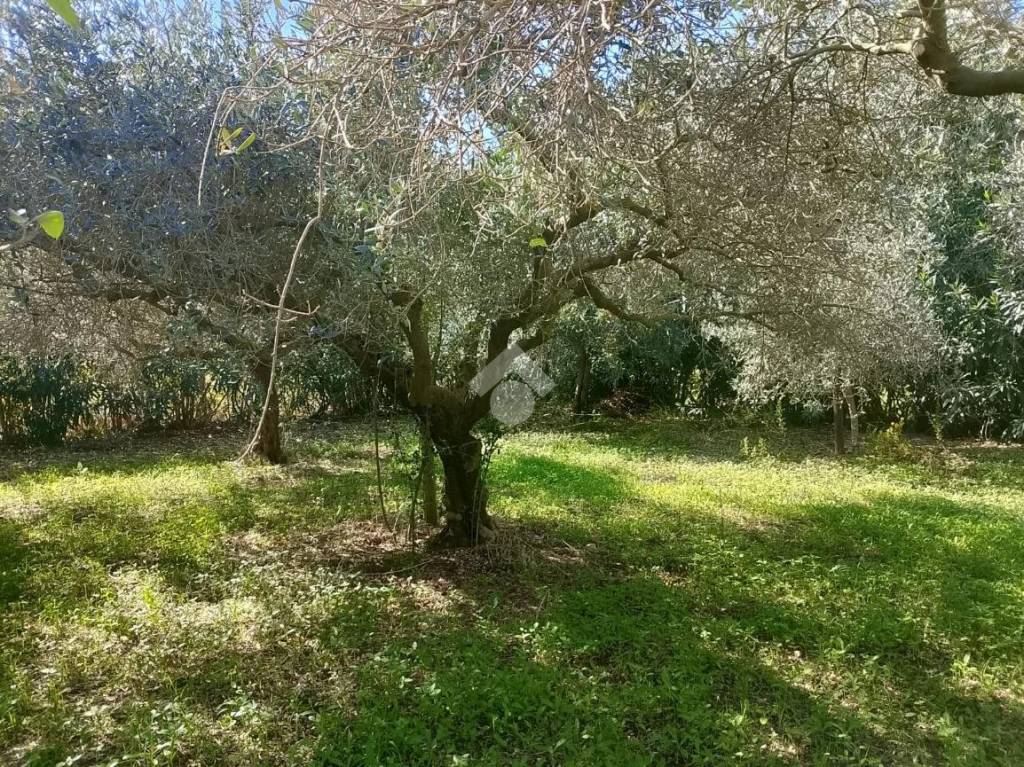 immagine annuncio 5 di 13