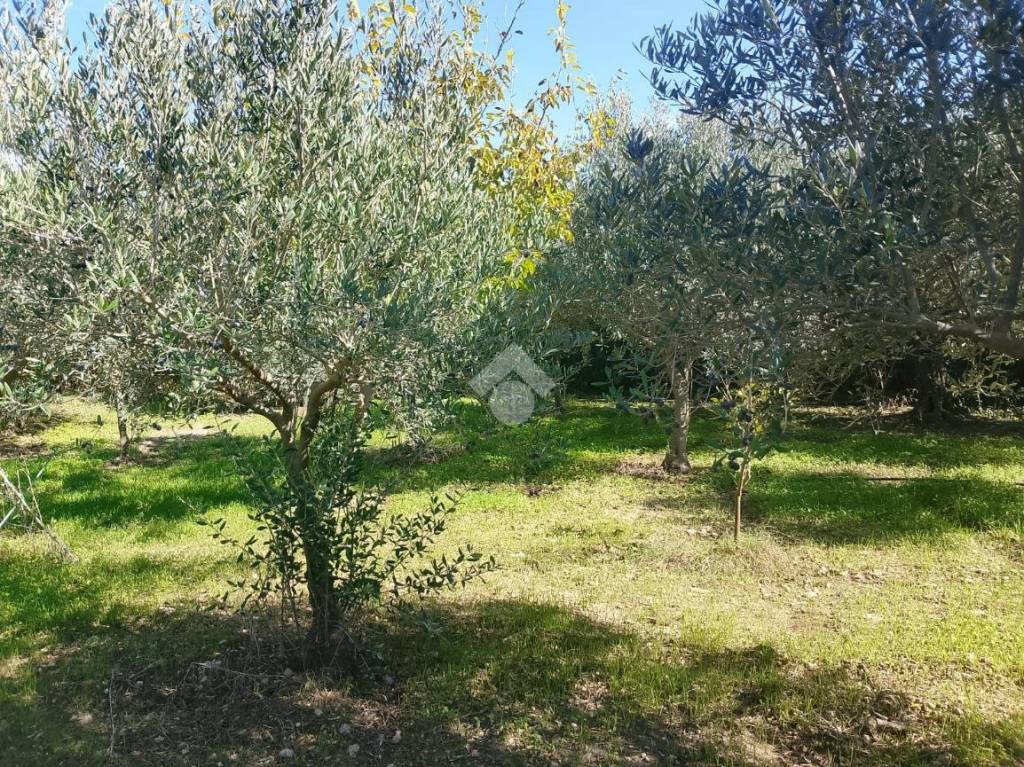 immagine annuncio 7 di 13