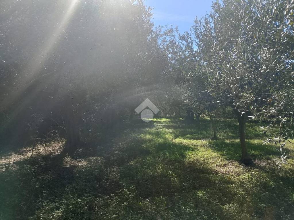 immagine annuncio 8 di 13