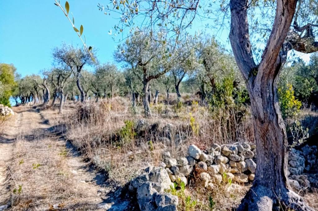 immagine annuncio 3 di 7