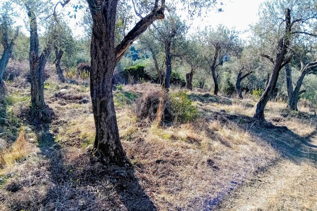 immagine annuncio 6 di 7